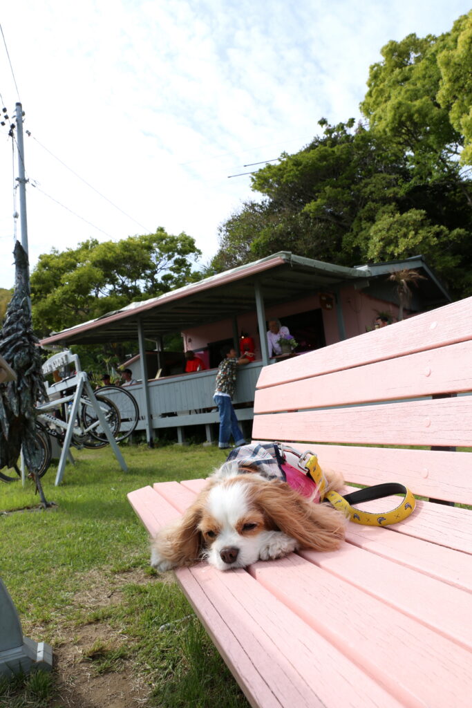 cafegoofyのベンチで寝るキャバリア犬