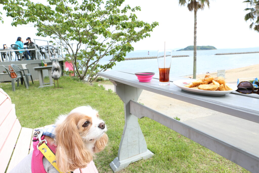 cafegoofyのベンチでポテトフライを見つめるキャバリア犬