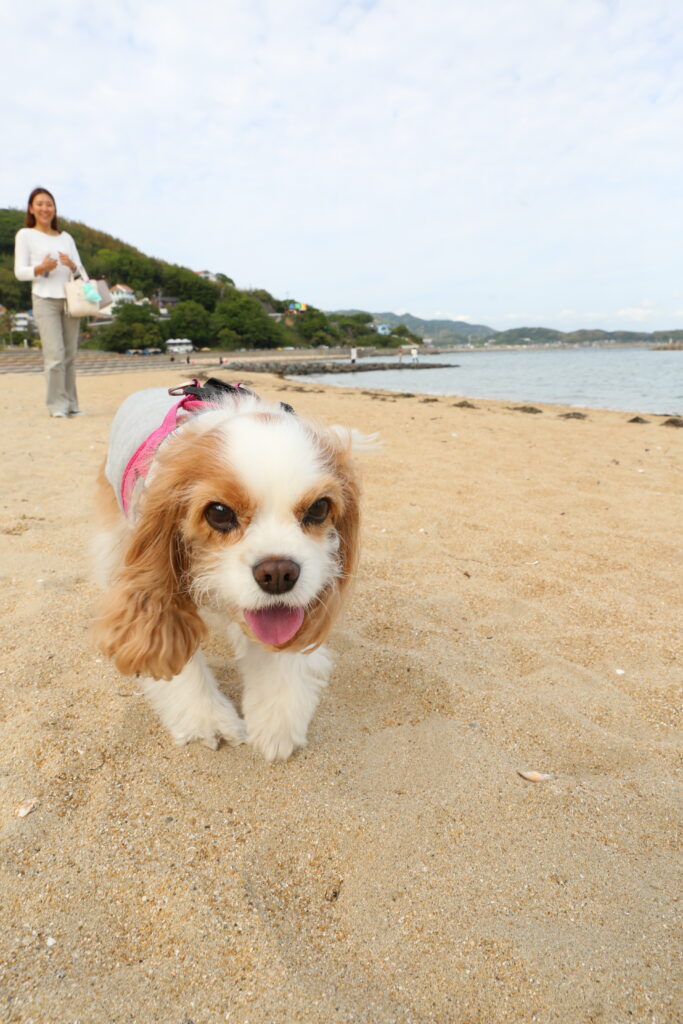 吉良ワイキキビーチを走るキャバリア犬