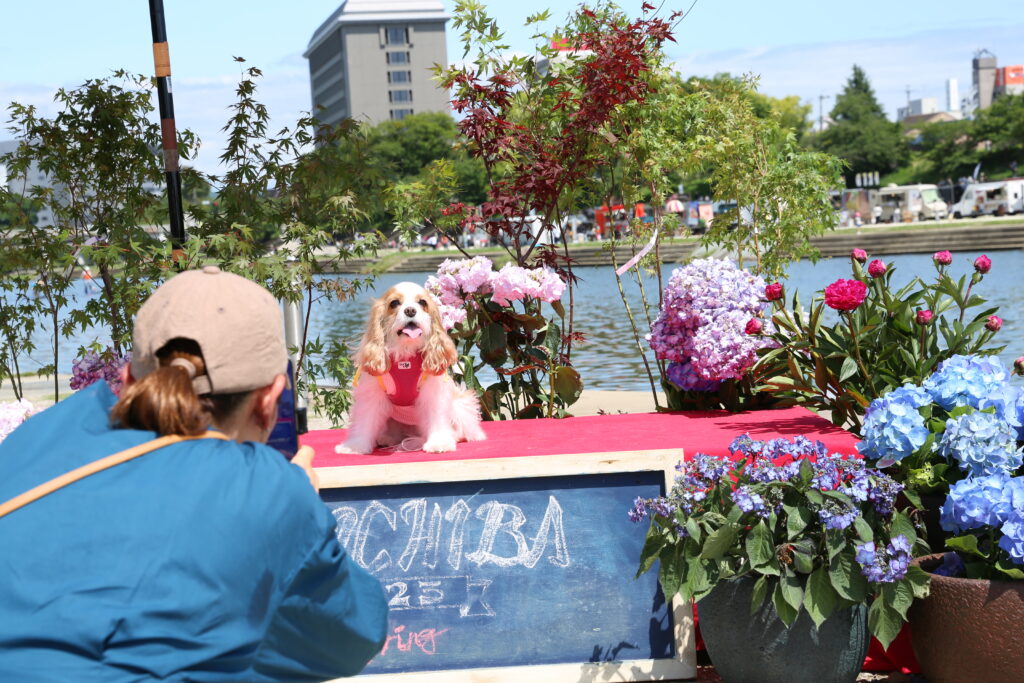 犬市場で記念撮影するキャバリア犬