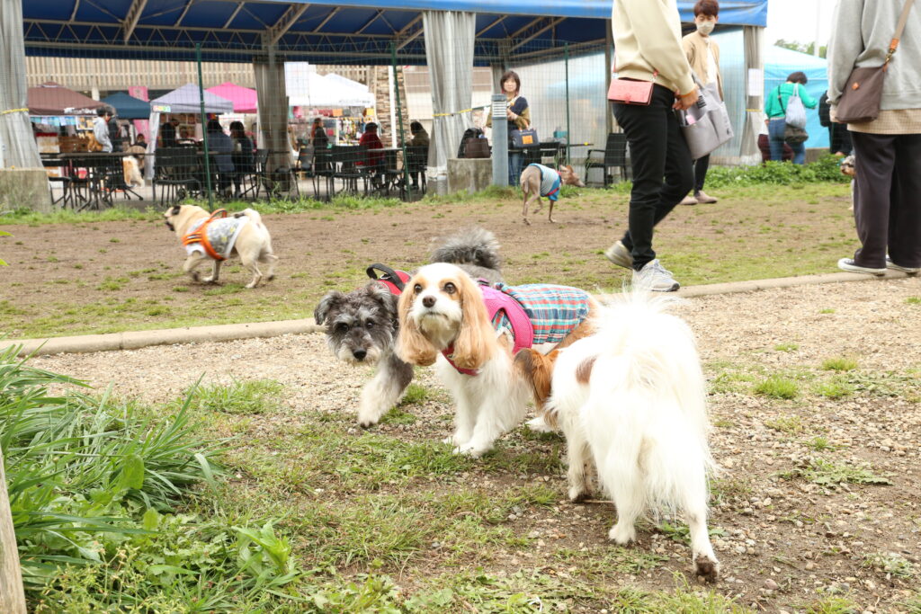 犬祭りinゲートテラス土岐のドッグランで走るキャバリア犬