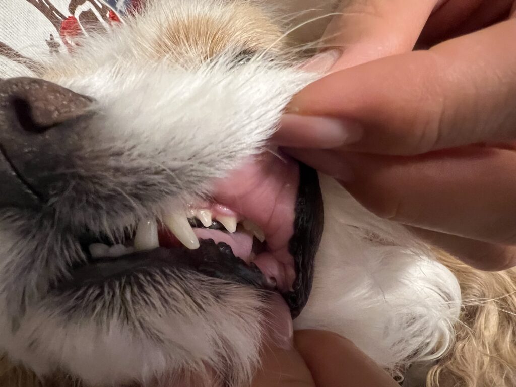 Shinypommeで歯石取りをするキャバリア犬