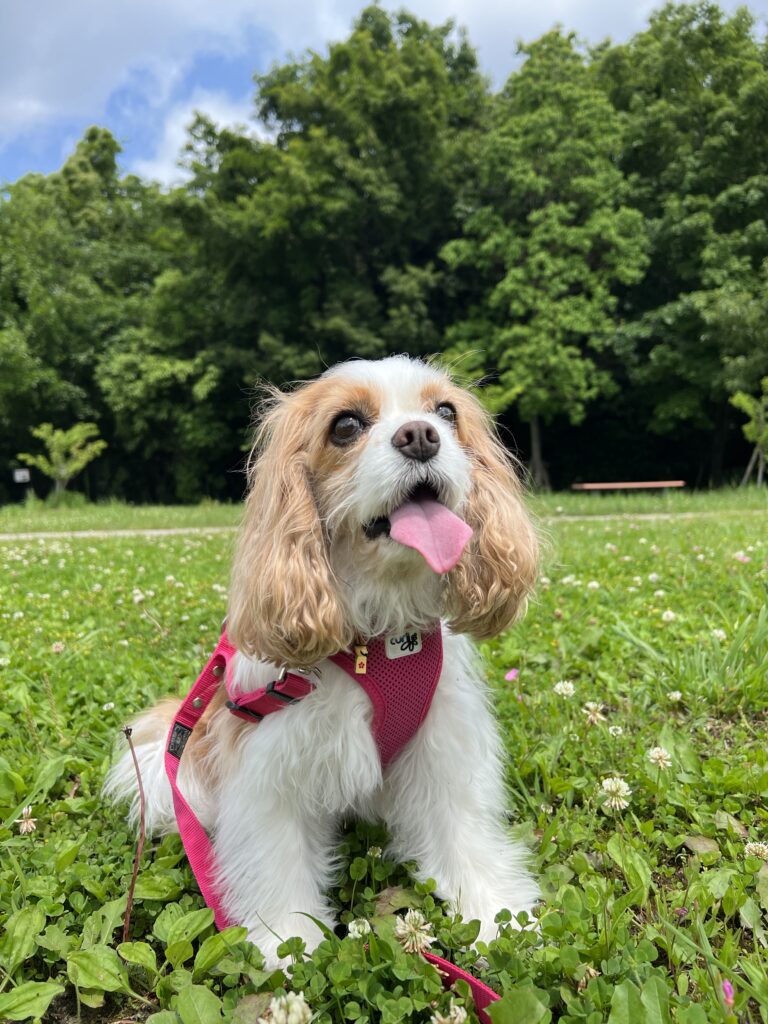 公園でcurliを着用するキャバリア犬