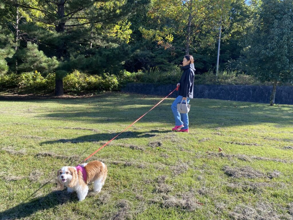 flexiリードを着用して散歩をするキャバリア犬