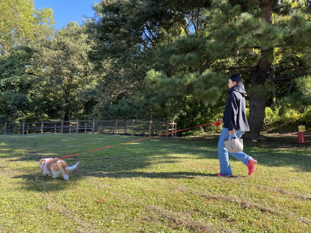 flexiリードを着用して散歩するキャバリア犬