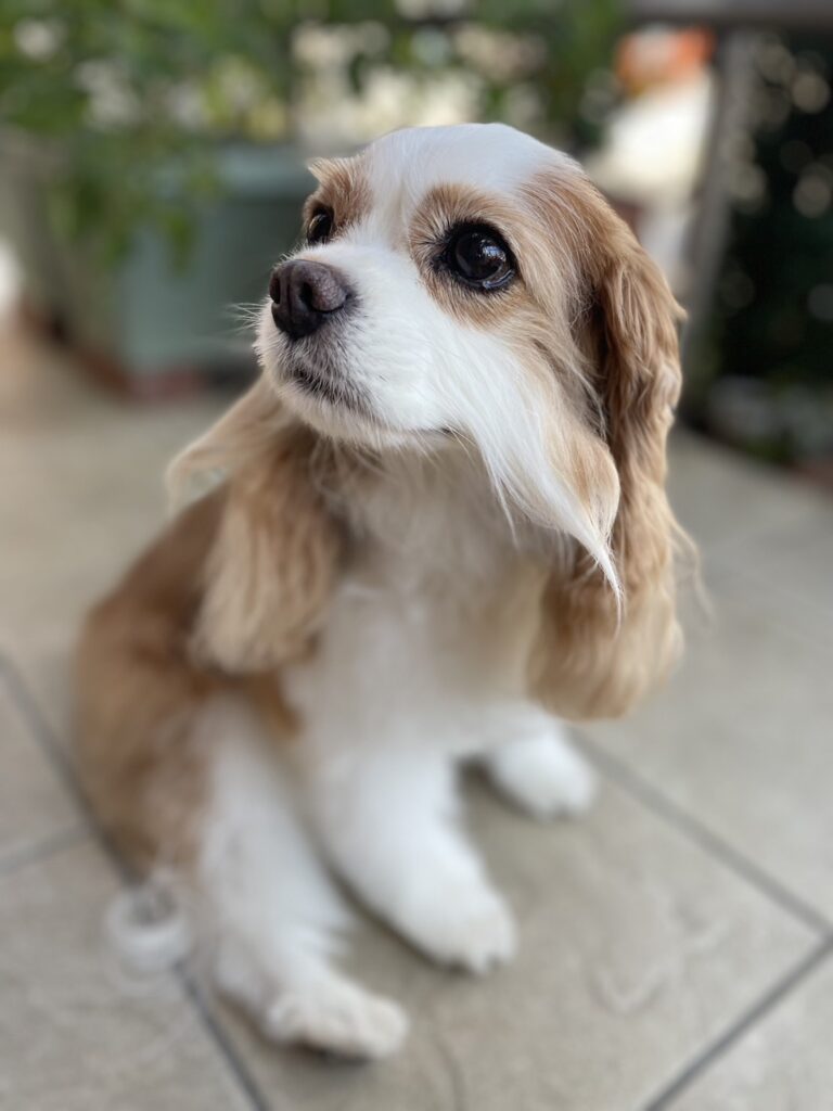 ヘアーカットをした後のキャバリア犬