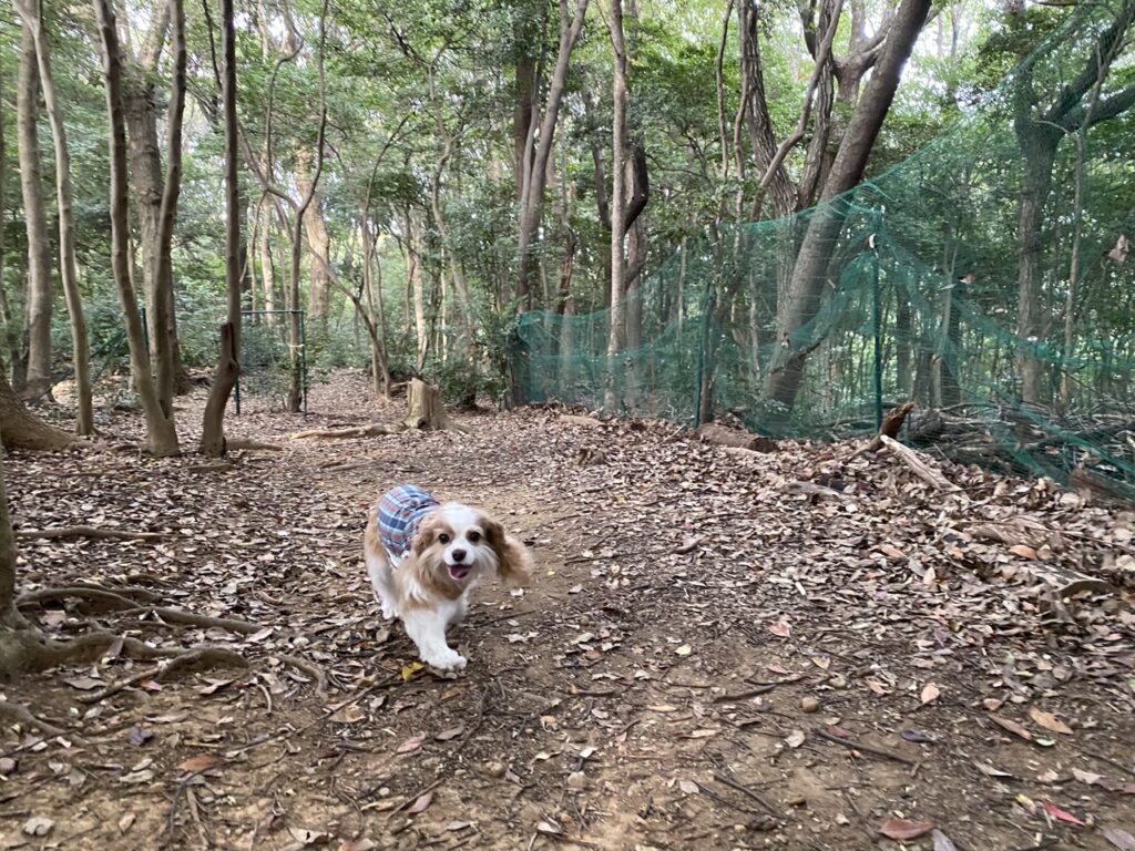 犬の森ポムの山の散歩道を歩くキャバリア犬
