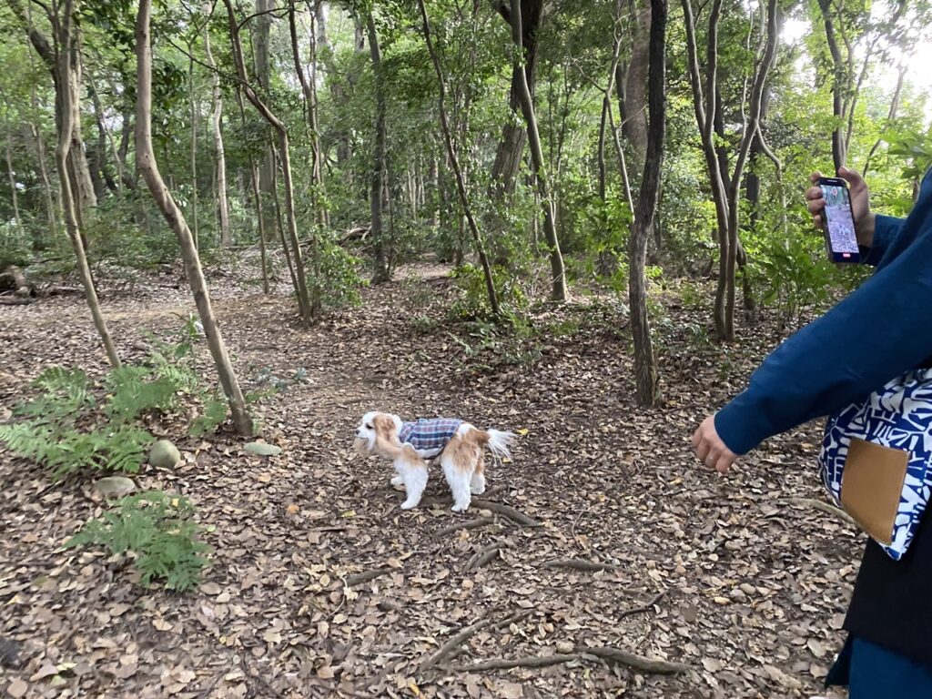 犬の森ポムの山の散歩道を歩くキャバリア犬