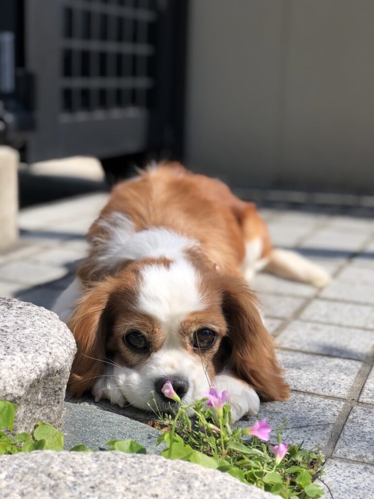 伏せしているキャバリア犬