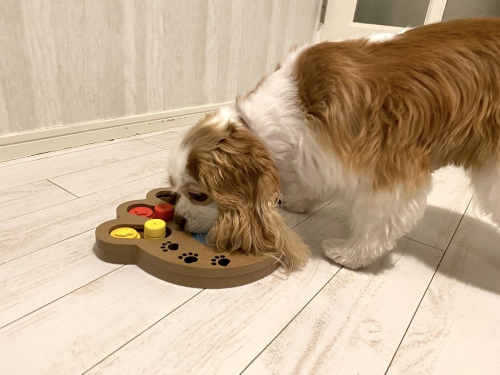 ニトリの犬用知育トイで遊ぶキャバリア犬