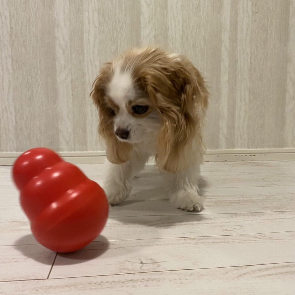 コングワブラーで遊ぶキャバリア犬