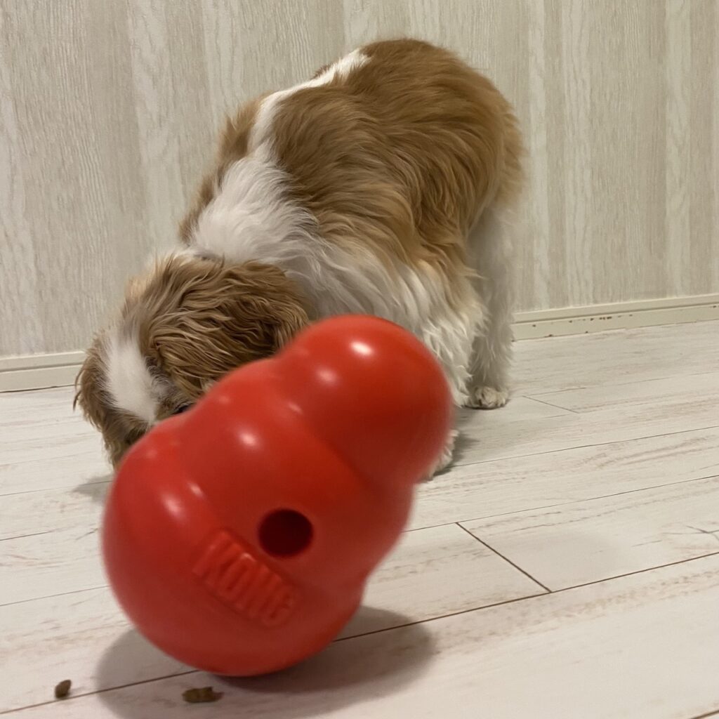 コングワブラーで遊ぶキャバリア犬