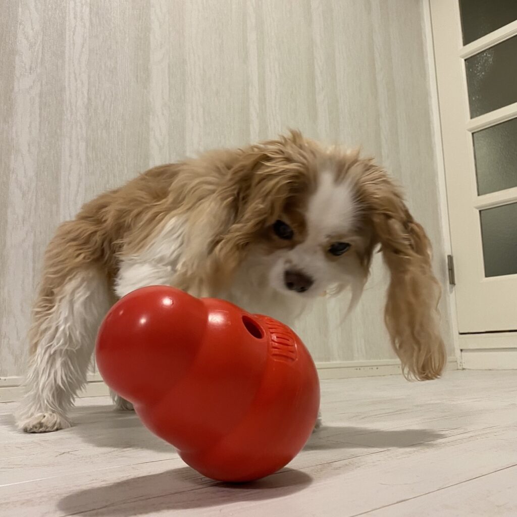 コングワブラーで遊ぶキャバリア犬