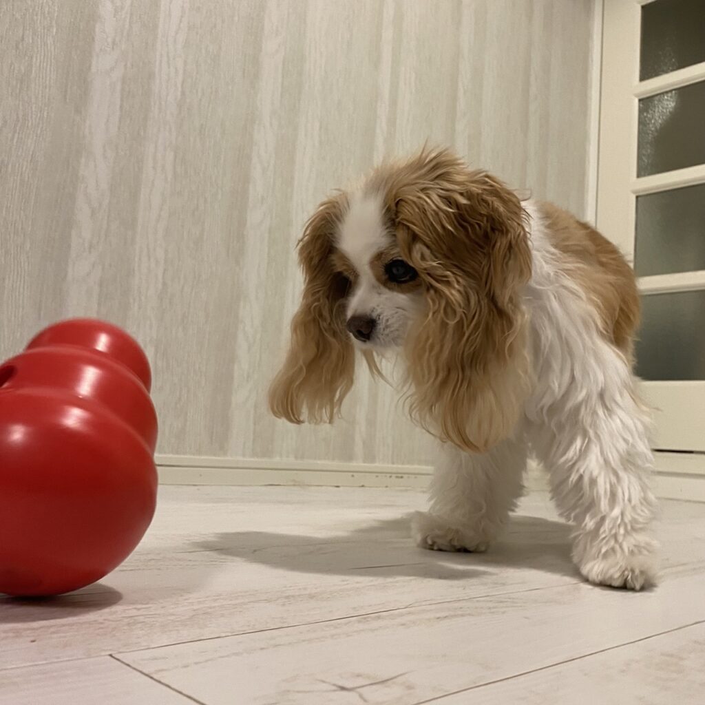 コングワブラーで遊ぶキャバリア犬