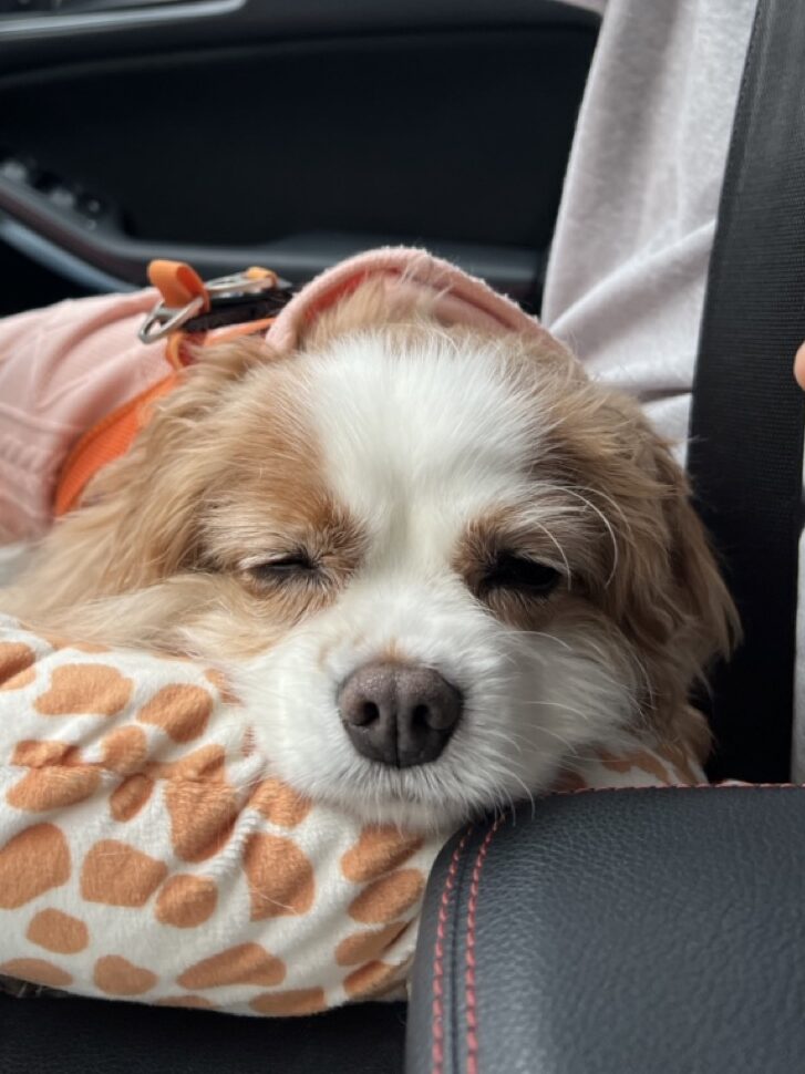 車内で寝ているキャバリア犬
