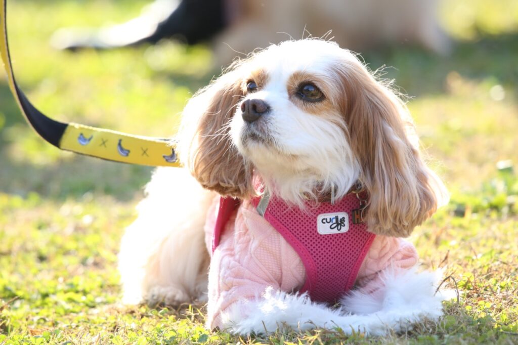 ハーネスをつけるキャバリア犬