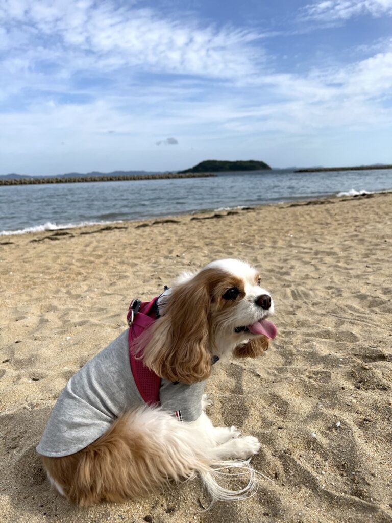 ビーチに座るキャバリア犬